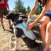 Ruffwear Swamp Cooler Dog Cooling Vest